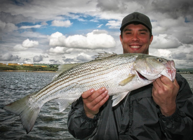 Striped Bass Fish Caught by Fisherman in San Francisco Bay