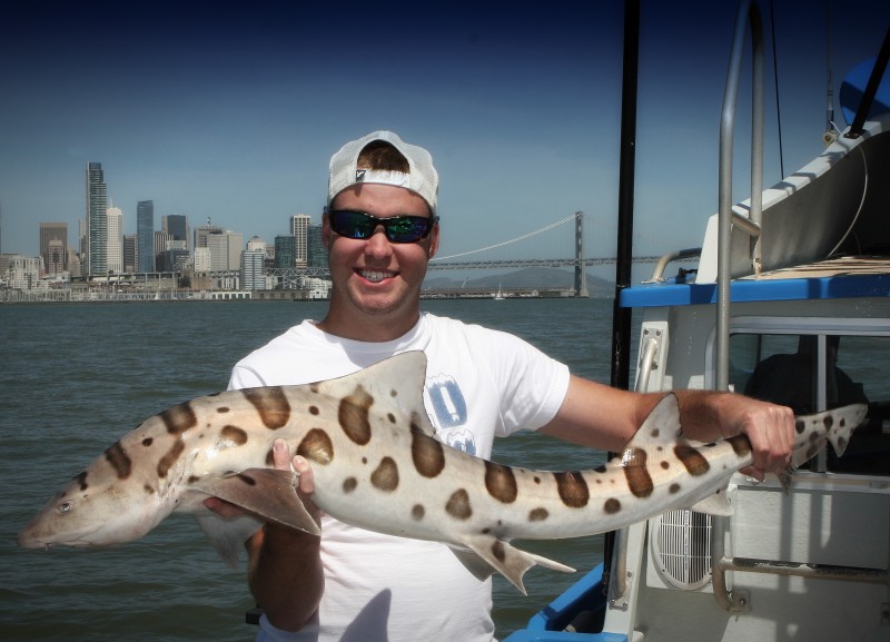 San Francisco Leopard Shark Fishing