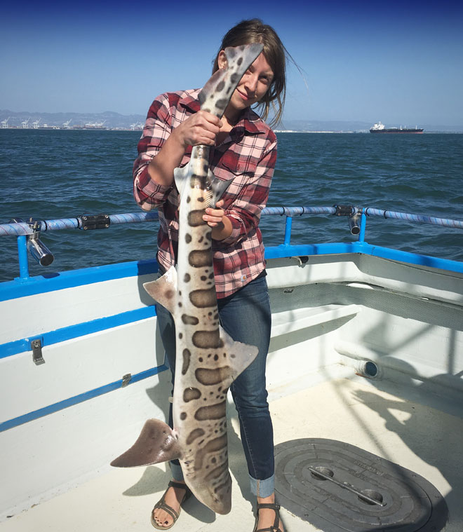 Leopard Shark Fishing Trip on San Francisco Bay