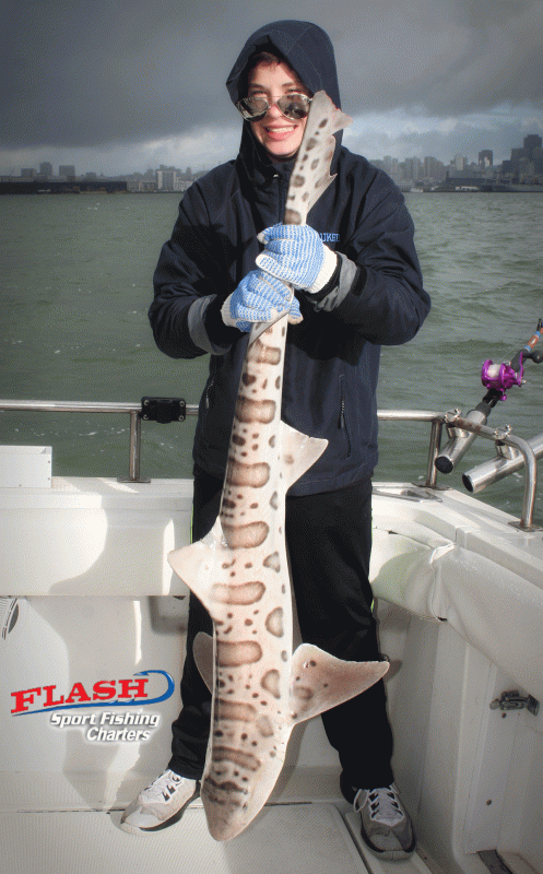 Leopard Shark Fishing Charter in San Francisco