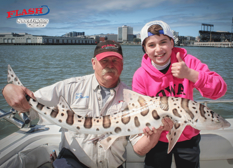 Guided Leopard Shark Fishing Charter in San Francisco