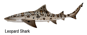 Leopard Shark Fishing San Francisco