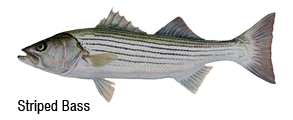 Striped Bass Fishing San Francisco